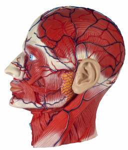 Biometric technology could soon have a new modality that identifies people by the blood vessel pattern in their face.