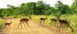 Kruger national park