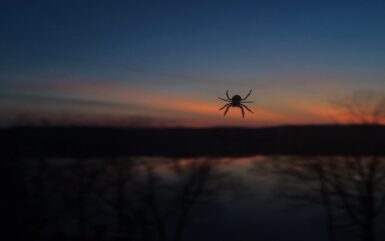 What Can The Itsy Bitsy Spider Teach Us About Biometrics?