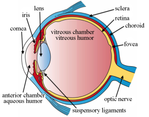 Retinal scanning technology uses an invasive, visible laser to scan the retina and the unique retinal features of a person are compared within the database to identify a person.