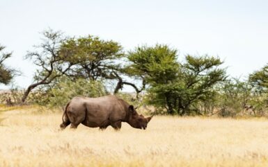 A South African Park Adopts Visitor Management in Tourism