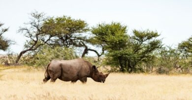 a-south-african-park-adopts-visitor-management-system-for-tourism