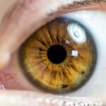 iris recognition biometric identification management